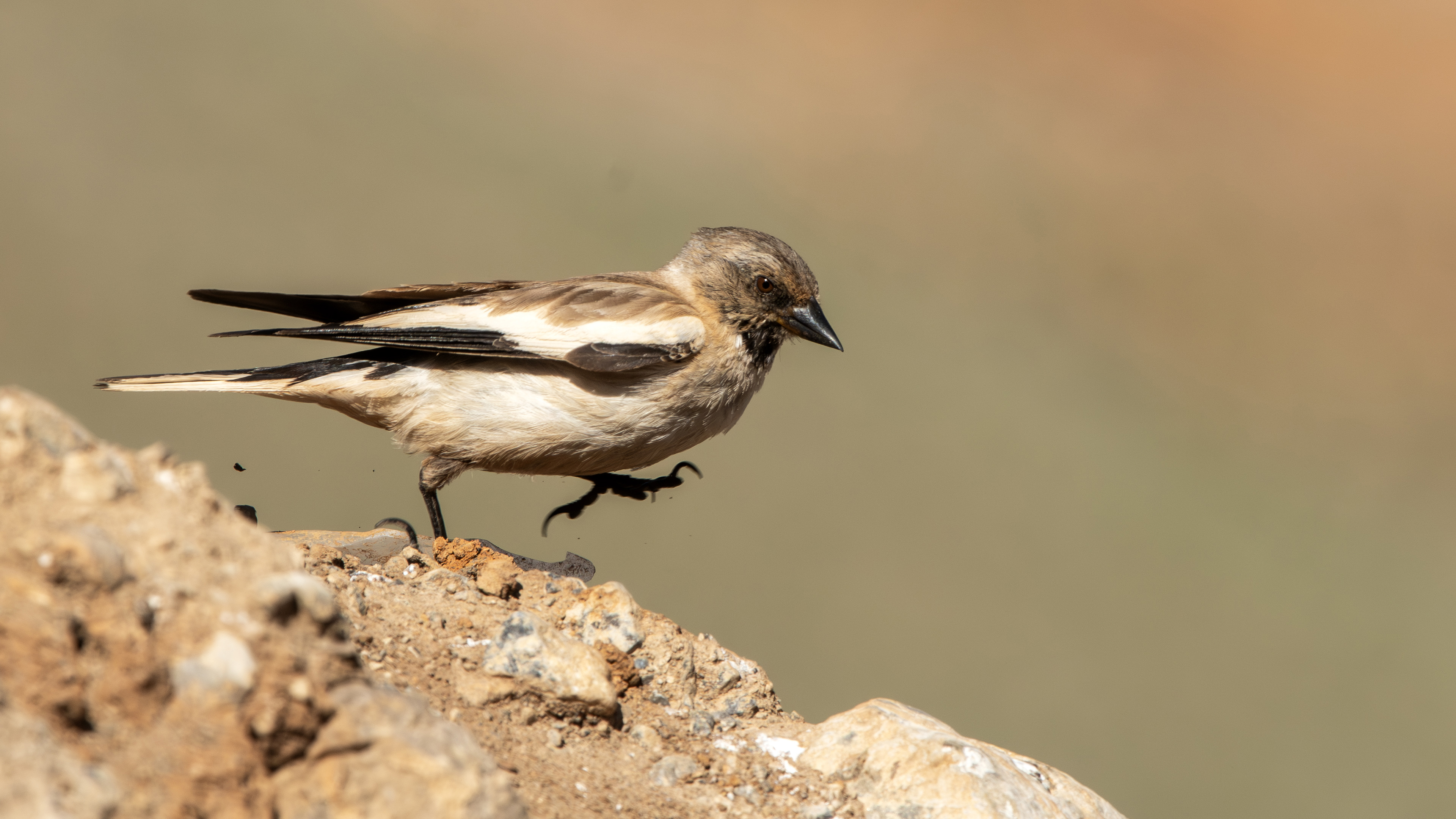 White-winged Snowfinch